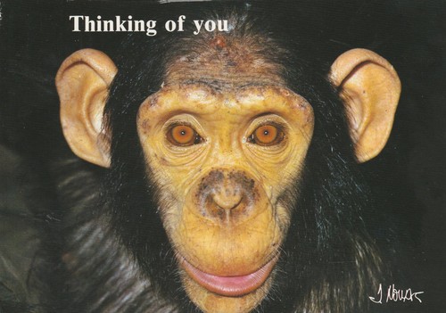 Vintage chimpanzee postcard - vintage,