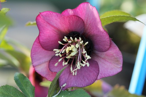 Helleborus hellebore - helleborus,