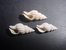 3 NICE Bartonian Eocene Eocantharus lavatus Buccinidae Upper Barton Beds England