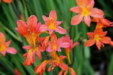 New Crocosmia Peach Sunrise