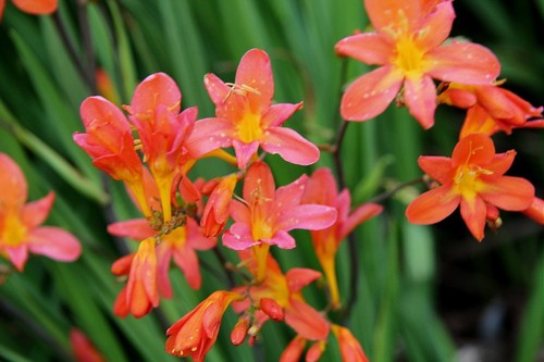 New crocosmia peach - peach, sunrise