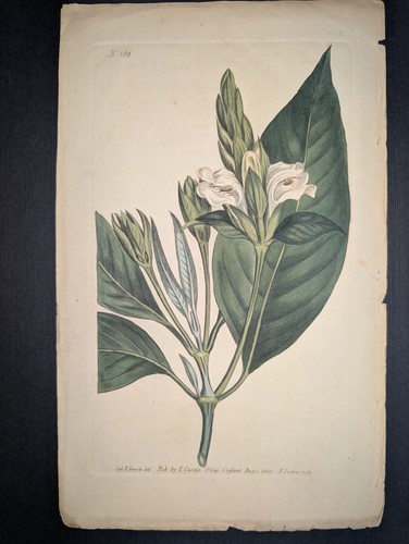 Malabar nut antique - malabar,