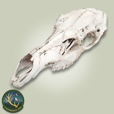 Cow Elk Skull Euro, Naturally