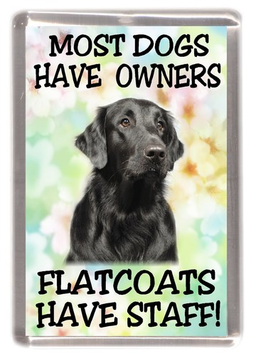 Flatcoated retriever dog - flatcoated,