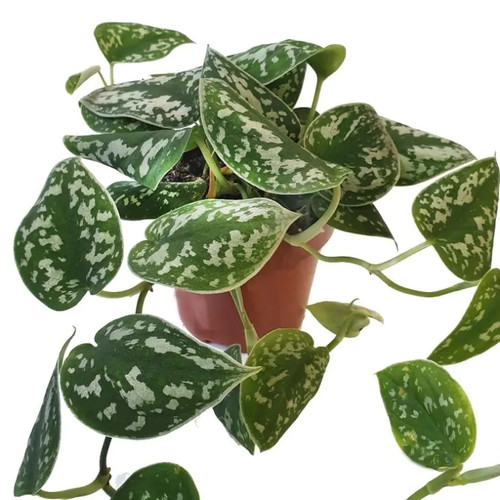 Satin pothos scindapsus - scindapsus, pictus