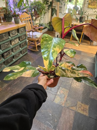 Large philodendron strawberry - philodendron,
