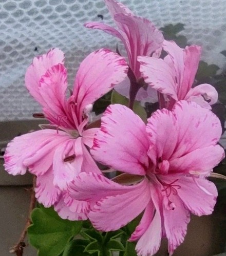 Pelargonium jean bart - pelargonium, "jean