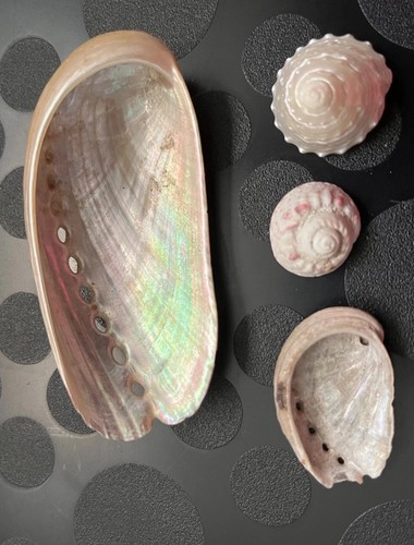 Abalone shell natural paia - abalone,