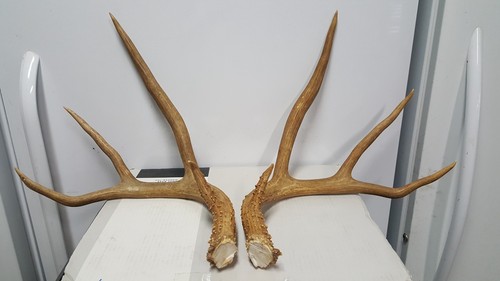 Big ole 3x3 - 3x3, deer