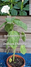Sacred Indian Datura Moonflower live Plant 30cm
