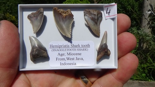Sellection of hemi shark - sellection,