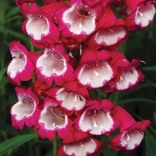 Penstemon plug plants - 3,