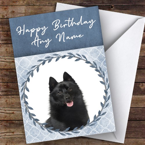 Schipperke dog blue - blue, animal