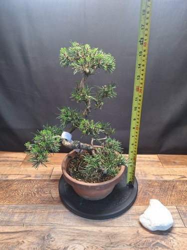 Cork bark japanese black pine - japanese,