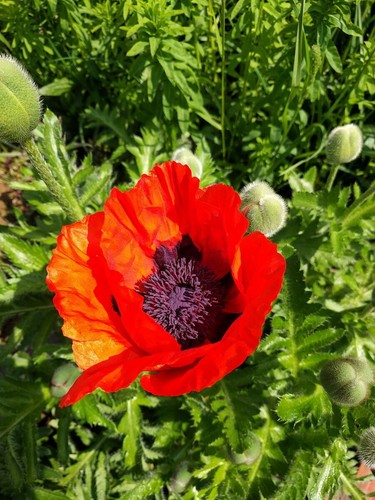 Oriental poppy papaver - oriental,