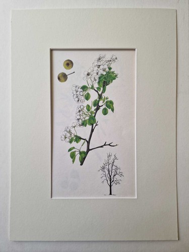 Matousova wild pear mounted - wild,