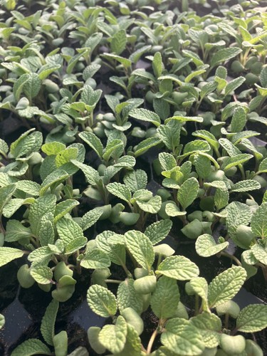 Herb sage plug plants - ,,