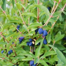 Lonicera Fruit Shrubs Flower