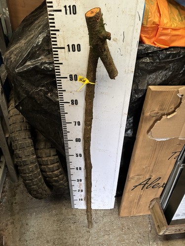Blackthorn shank walking stick - shank,