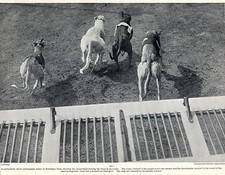 GREYHOUND RACING AT HARRINGAY