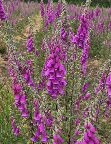 Purple foxglove - purple,
