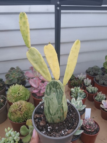 Opuntia monacantha variegated - monacantha,