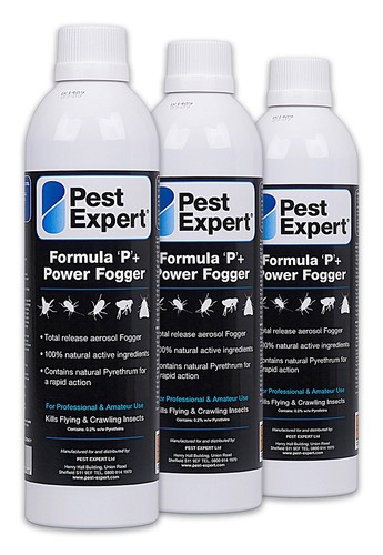 Cluster fly killer insect - fly,
