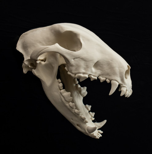 Bull terrier skull replica - terrier,