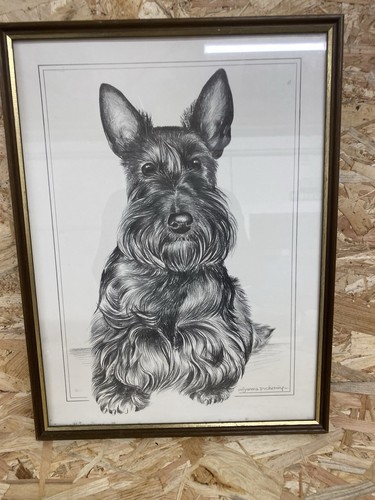 Beautiful scottish terrier - beautiful,