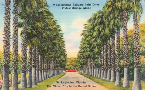 Washingtonia robusta palm - robusta,