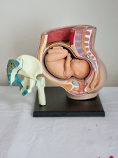 Human Female Pelvic Section Pregnancy Anatomical Model Anatomy Fetus 40 Weeks