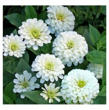 25 ZINNIA POLAR BEAR GIANT