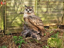 EAGLE OWL, LIFE SIZE &LARGEST