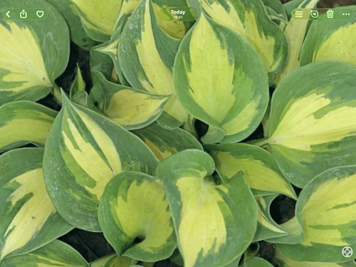 Hosta beach boy pot grown - boy, (