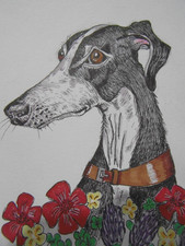 Greyhound whippet Lurcher