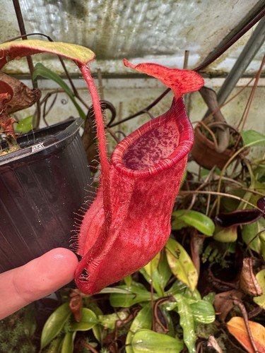 Nepenthes peltata natural - nepenthes, x