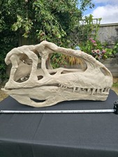 Giganotosaurus Dinosaur Skull  Large Replica, Fossil, Collectables