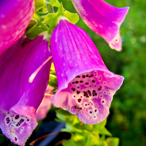 400x oriental foxglove - 400x,