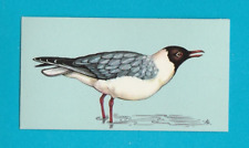 BRITISH BIRDS - TETLEY TEA - CARD NO. 34  -  BLACK - HEADED  GULL  -  1970
