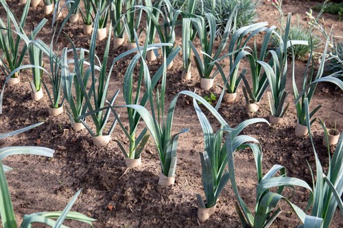 Garden ready plants pack - plants,