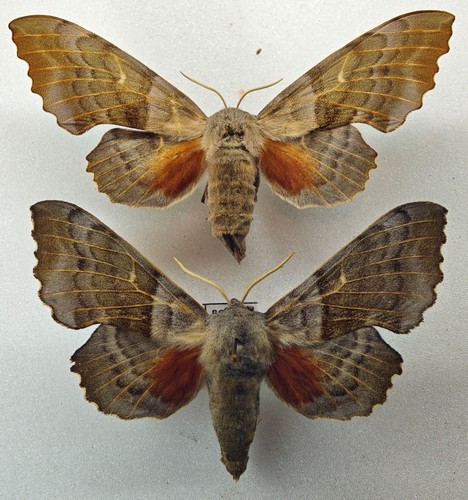 Sphingidae laothoe populi - populi, pair