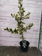 Holly Tree Ilex 'Ferox Silver'
