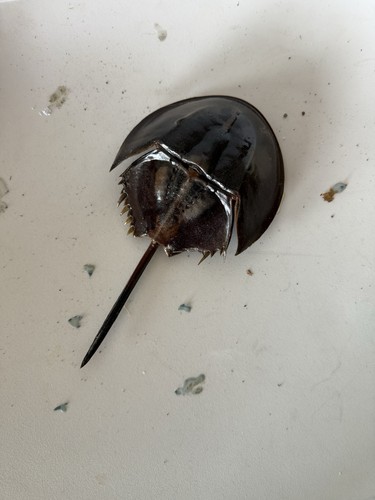 Horseshoe crab nice - tail, on