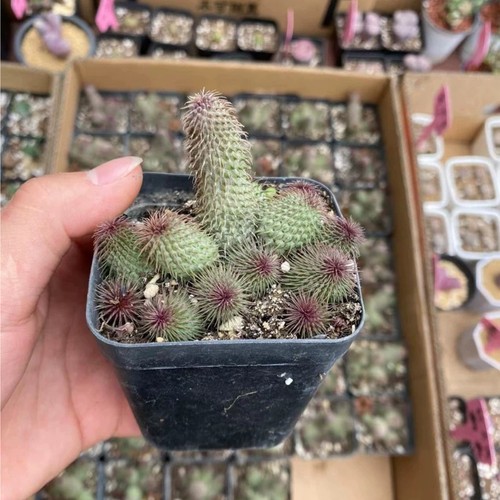 1piece 7cm seedling huernia - 6-7cm,