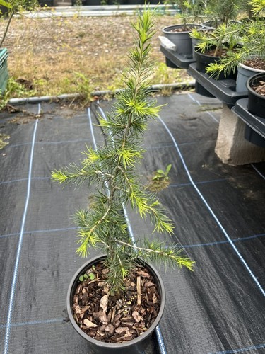 Cedar lebanon evergreen - cedar,
