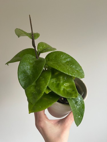 Hoya carnosa krinkle - carnosa, rooted