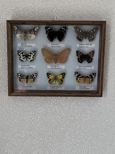 Framed Collection of