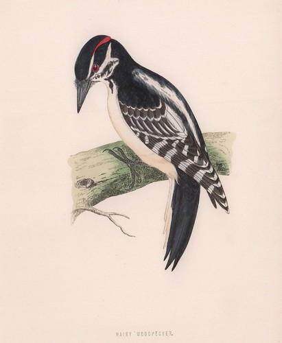 Hairy woodpecker morris s - woodpecker., morris's