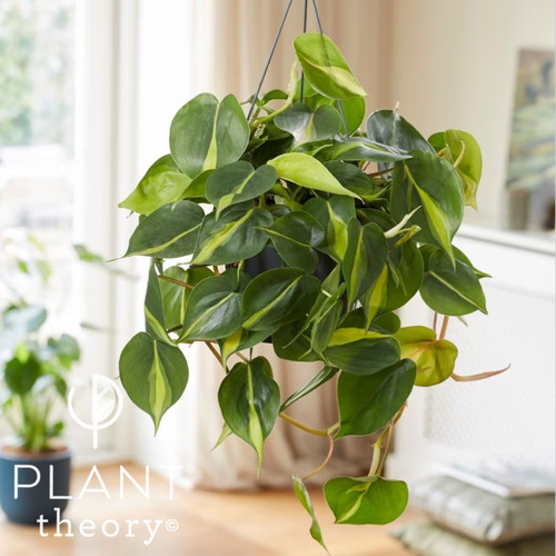 Philodendron scandens brasil - philodendron,