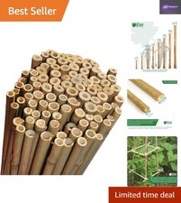 Professional Bamboo Plant